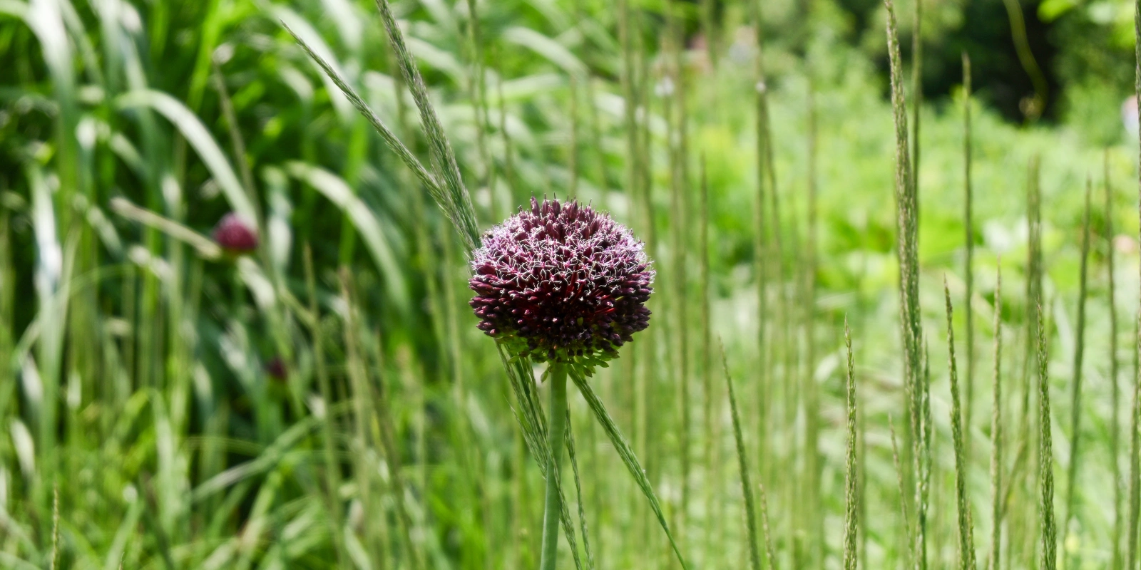 Wiesenblume Detailaufnahme einer Wiesenblume